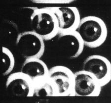 Filmstudie • Hans Richter