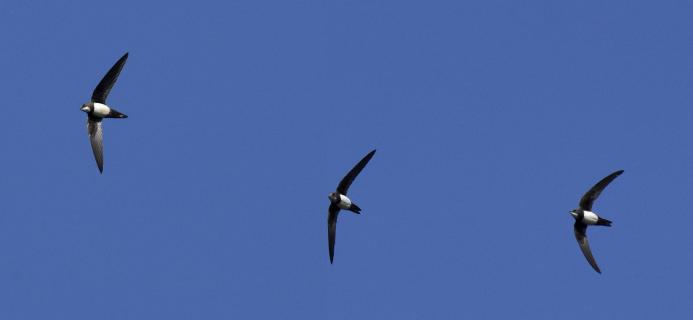 Martinets à ventre blanc © Alexandre Laubin